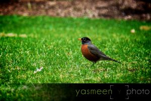 _MG_2598_backyard.jpg