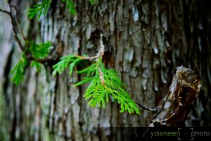 _MG_2599_backyard.jpg