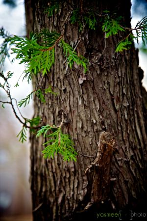 _MG_2600_backyard.jpg