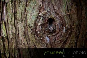_MG_2607_backyard.jpg