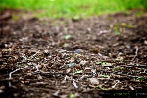 _MG_2610_backyard.jpg