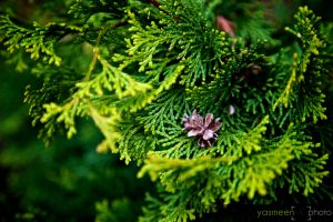 _MG_2614_backyard.jpg